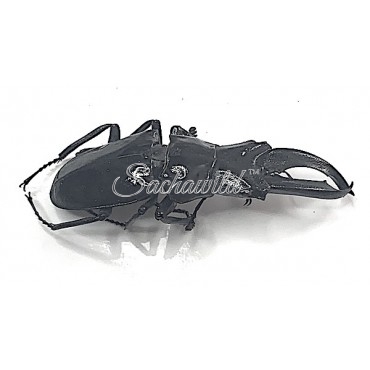 Cantharolethrus Buckleyi (M, A1)