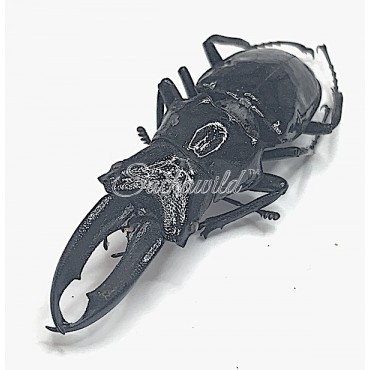 Cantharolethrus Buckleyi