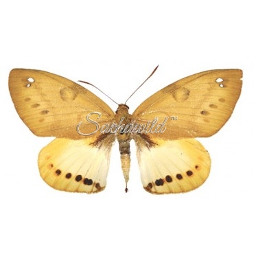 Castnia Athis Pirreloi