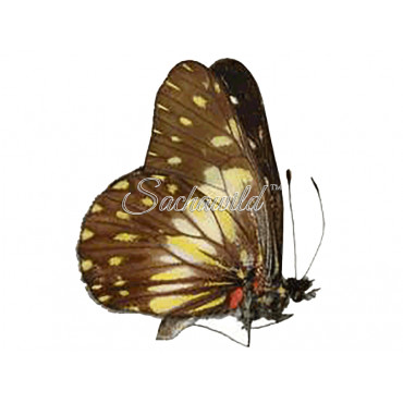 Catasticta (species mix) (M)