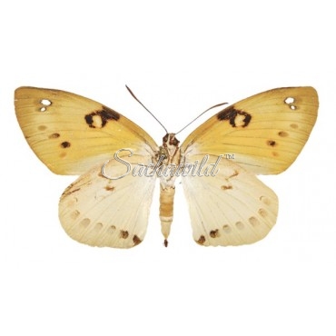 Castnia Athis Pirreloi