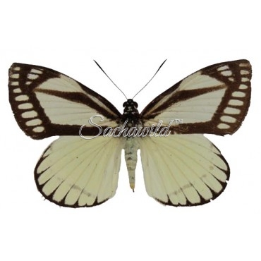 Castnia Cronis Cronis (F)