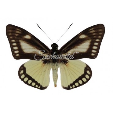 Castnia Cronis Vinciguerrai