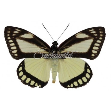 Castnia Cronis Vinciguerrai