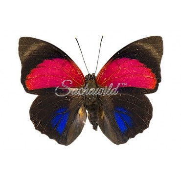 Agrias Claudina Lugens