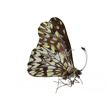 Catasticta (species mix) (M)