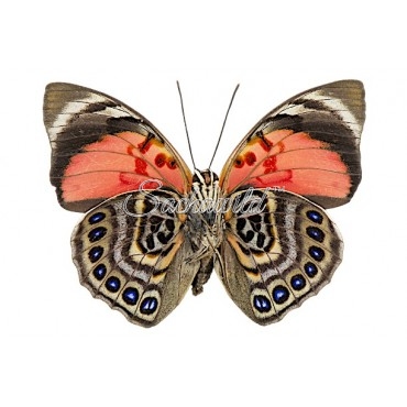 Agrias Claudina Lugens