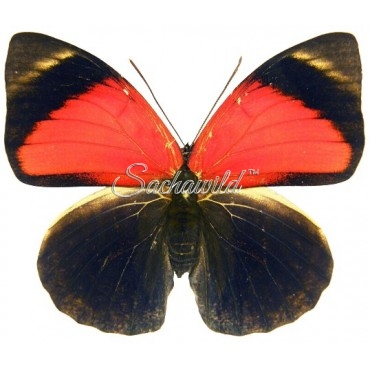 Agrias Claudina Lugens