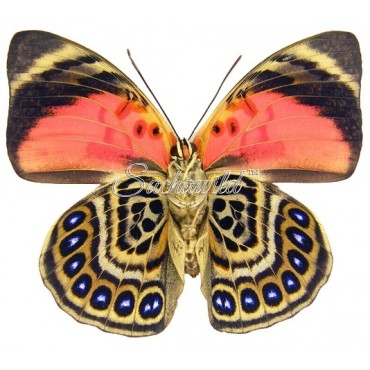 Agrias Claudina Lugens