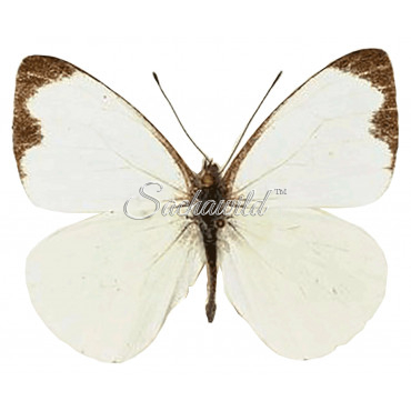 Leptophobia Aripa Aripa (M)