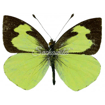 Leptophobia Eleone Eleone (M)