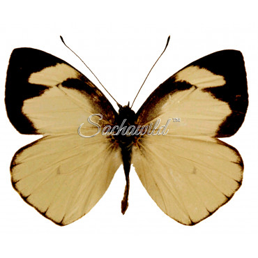 Leptophobia Nephthis (M)