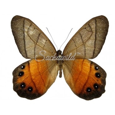 Pierella Hyceta Latona