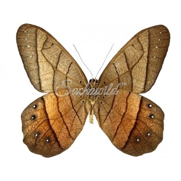 Pierella Hyceta Latona