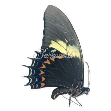 Papilio Androgeus