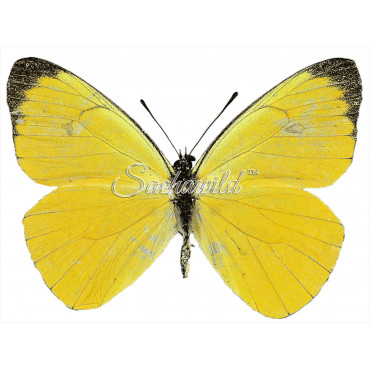 Melete Leucanthe (F)