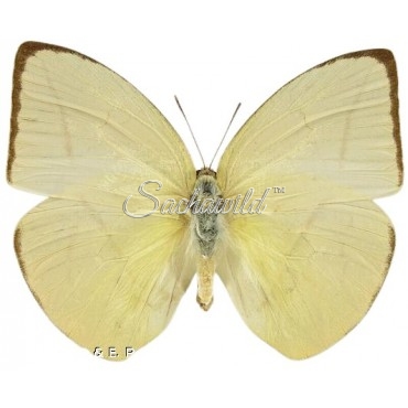 Phoebis (Rhabdodryas) Trite