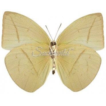 Phoebis (Rhabdodryas) Trite