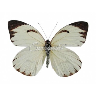 Ganyra (Ascia) Buniae