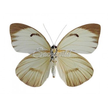 Ganyra (Ascia) Buniae