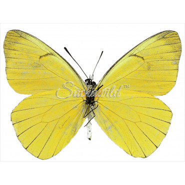 Melete Leucanthe (F)