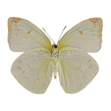 Phoebis (Aphrissa) Boisduvalii