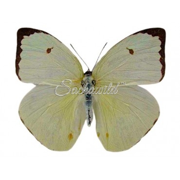 Phoebis (Aphrissa) Boisduvalii