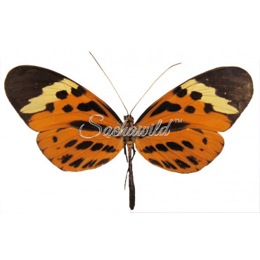 Melinaea Menophilus Menophilus (F)