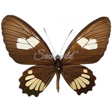 Parides Erlaces Xanthias (F)