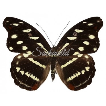 Catonephele Acontius