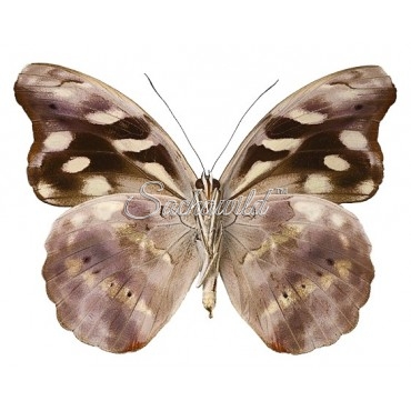 Catonephele Acontius