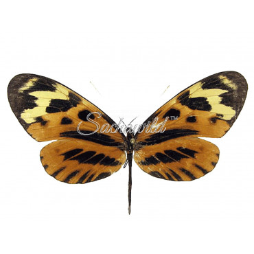 Mechanitis Mazaeus Fallax (F)