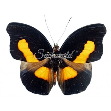 Catonephele Acontius