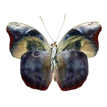 Catonephele Acontius