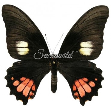 Papilio Anchisiades