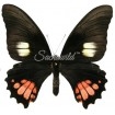 Papilio Anchisiades Anchisiades (F)
