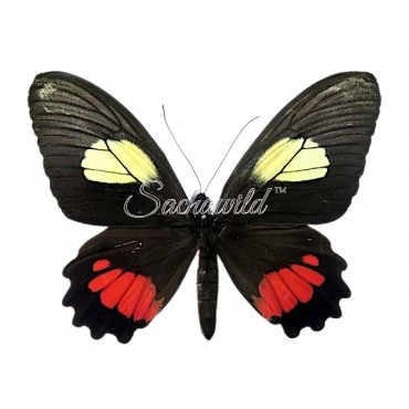 Parides Vertumnus Autumnus