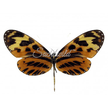 Mechanitis Mazaeus Fallax (F)