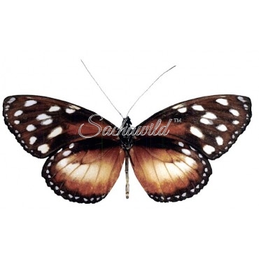 Tithorea Tarricina Tagarma