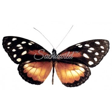 Tithorea Tarricina Tagarma