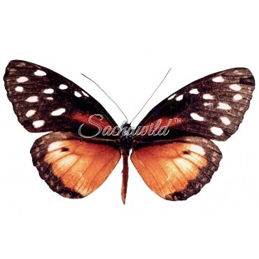 Tithorea Tarricina Tagarma