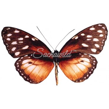 Tithorea Tarricina Tagarma