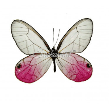 Cithaerias Merolina (M)