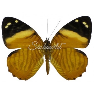 Tigridia Acesta Fulvescens