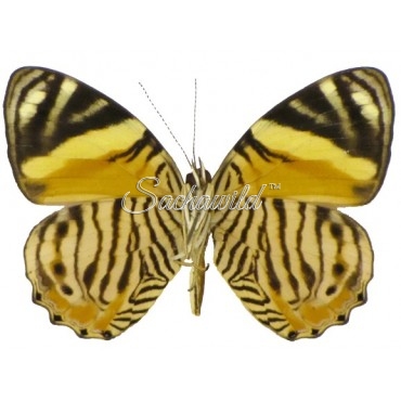 Tigridia Acesta Fulvescens