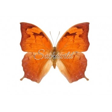 Anaea (Fountainea) Glycerium