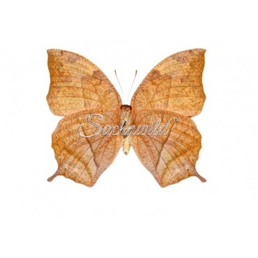 Anaea (Fountainea) Glycerium