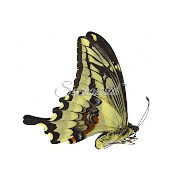 Papilio Paeon