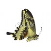 Papilio Paeon (F)