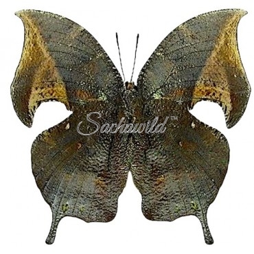 Anaea (memphis) Alberta (M)